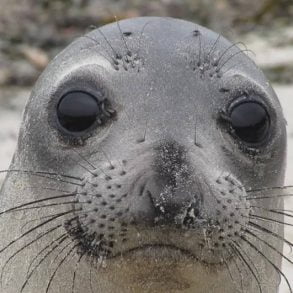 Seal staring