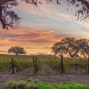 Vineyard at Sunset
