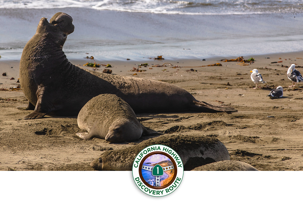 ELEPHANT SEAL SPOTTING - Digs Vacation Rentals