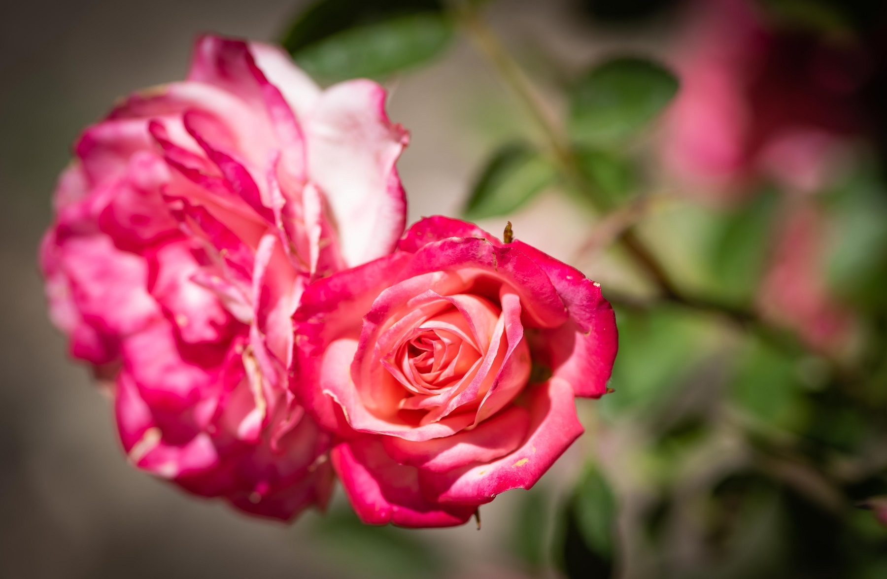 Stop and smell the roses. Abundant rose bushes for your visual pleasure.