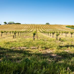 Nestled in a working vineyard and surrounded by 14 acres of wine grapes.