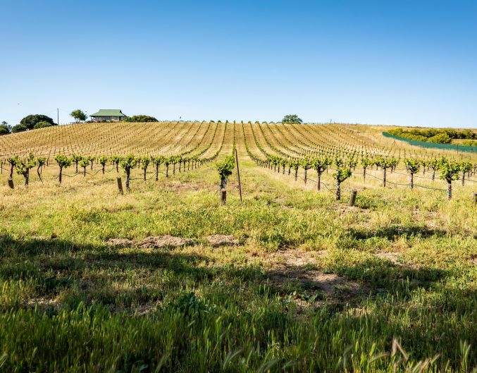 Nestled in a working vineyard and surrounded by 14 acres of wine grapes.