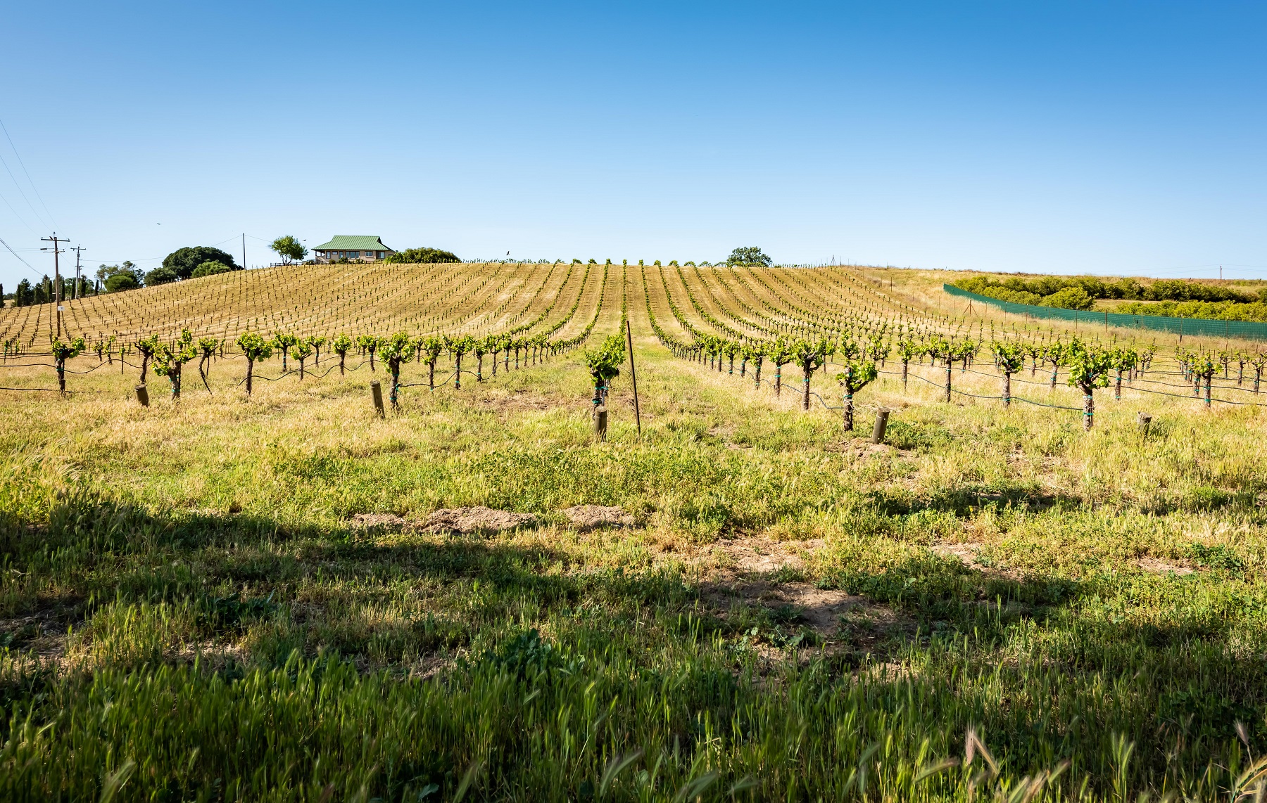 Nestled in a working vineyard and surrounded by 14 acres of wine grapes.