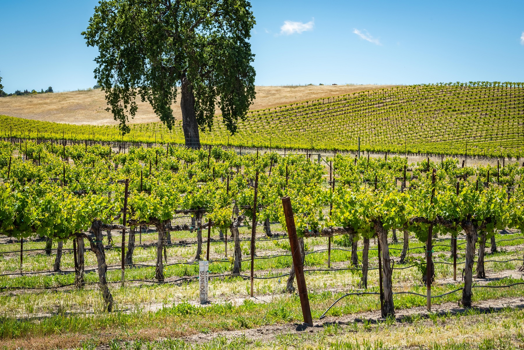 Beautiful acres of vineyards