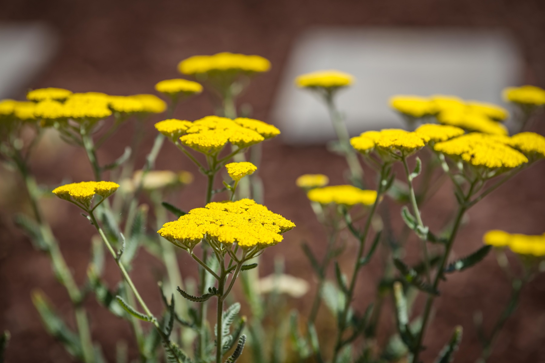 Yarrow and other natural gasses are landscaped throughout the front and back yards