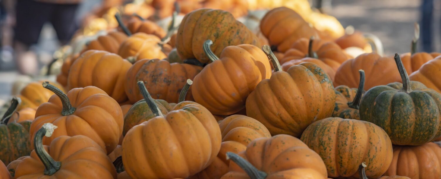 Pumpkins at Avila Farms in Autumn