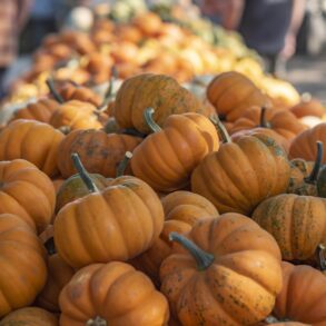 Pumpkins at Avila Farms in Autumn