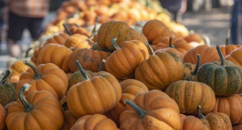 Pumpkins at Avila Farms in Autumn