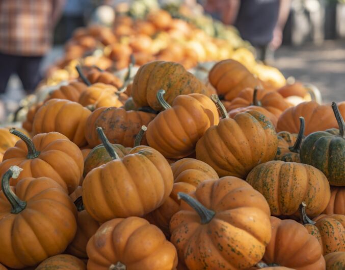 Pumpkins at Avila Farms in Autumn